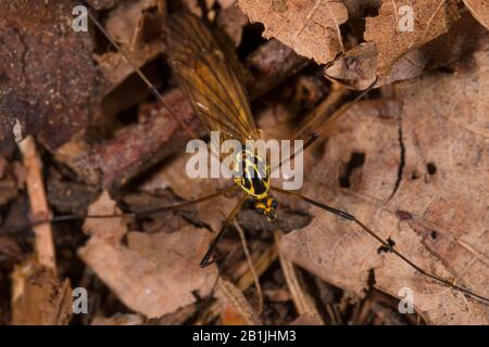 Gru a chiazze (Nephrotoma appendiculata), seduta su foglie d'autunno, vista dall'alto, Germania Foto Stock