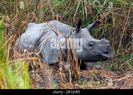 Rinoceronte indiano più grande, rinoceronte indiano Un-corned (Rhinoceros unicornis) grande, giacente nel reed, India, parco nazionale di Kaziranga Foto Stock
