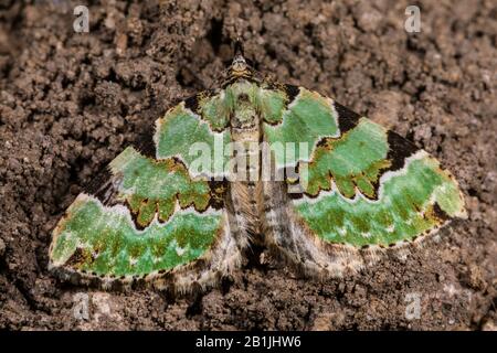 Tappeto verde (Colostygia pectinataria, Larentia viridaria), seduto sul suolo, vista dall'alto, Germania Foto Stock