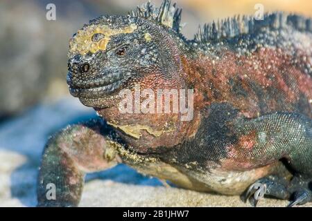 Espanola marina iguana (Amblyrhynchus cristalite venustissimus, Amblyrhynchus cristalessp. Venustissimus, Amblyrhynchus venustissimus), ritratto, vista laterale, Ecuador, Isole Galapagos, Espanola Foto Stock