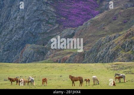 Pittoresco paesaggio primaverile con una mandria di cavalli con volani che pascolano in un prato sullo sfondo delle montagne con un arbusto fiorito del mago Foto Stock