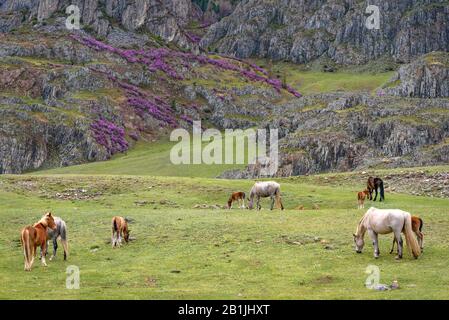 Pittoresco paesaggio primaverile con una mandria di cavalli con volani che pascolano in un prato sullo sfondo delle montagne con un arbusto fiorito del mago Foto Stock