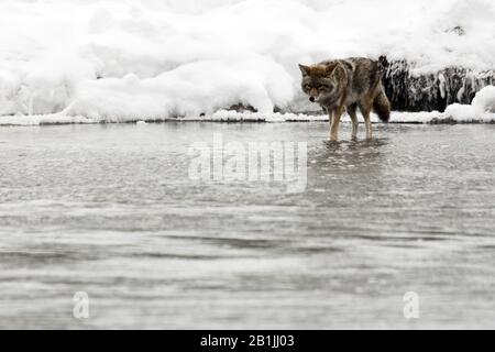 Coyote (Canis latrans), sul fiume ghiacciato nel Parco Nazionale di Yellowstone innevato, Stati Uniti, Wyoming, Parco Nazionale di Yellowstone Foto Stock
