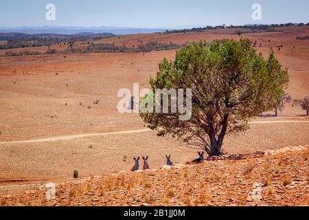 Canguro grigio occidentale (Macropus fuliginosus), entroterra australiano con canguri sotto l'albero, Australia Foto Stock