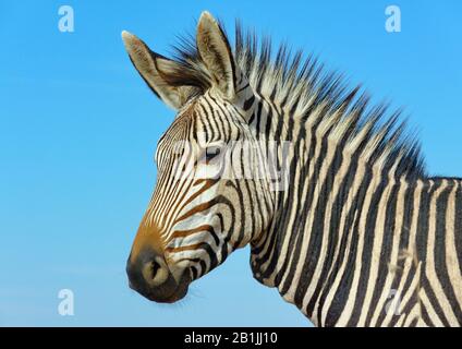 Zebra di Hartmann, zebra di montagna (Equus zebra hartmannae), zebra foal, ritratto, Sud Africa, Lowveld, Krueger National Park Foto Stock