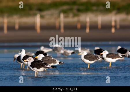 Gabbiano a sostegno nero minore (Larus fuscus), gregge in piedi in acque poco profonde, Germania Foto Stock