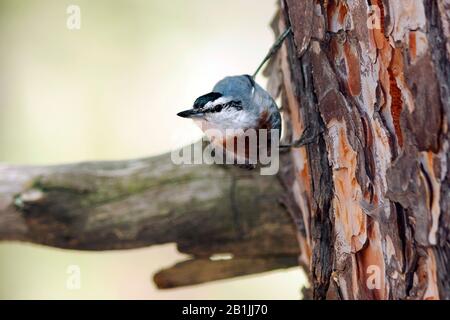 Il nuthatch del krueper (Sitta krueperi), maschio perching ad un tronco dell'albero, Turchia Foto Stock