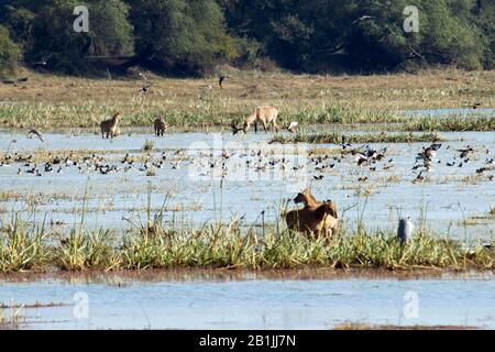 Sambar cervi, Sambar (Rusa unicolor, Cervus unicolor), Lago di Bharatpur pieno di uccelli, India, Bharatpur Foto Stock