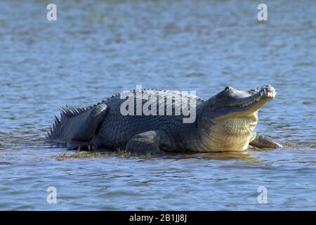 Gharial, gavial, gharial indiano (Gavialis gangeticus), in Chambal River, India Foto Stock