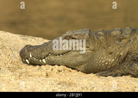 Coccodrillo di Mugger, mugger, coccodrillo di palude, coccodrillo a largo serpente (Crocodylus palustris), che riposa sul lungofiume del fiume Chambal, ritratto, India Foto Stock