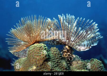 Anemone caraibico gigante, anemone con punta rosa, anemone di Condy, anemone Atlantico (Eudistilia polimorfa), Antille Olandesi, Curacao Foto Stock