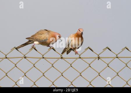 Colomba iranica ridente (Streptopelia senegalensis), due colombe ridenti che perdevano su una recinzione a catena, la Turchia Foto Stock