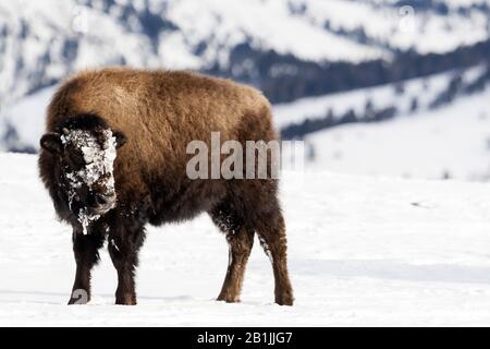 Bisonte americano, bufalo (bisonte bisonte), vitello in piedi nella neve, Stati Uniti, Wyoming, Parco Nazionale di Yellowstone Foto Stock