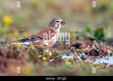 Mar Mediterraneo orientale (Carduelis cannabina mediterranea, Acantis cannabina mediterranea), maschio sul terreno, Marocco Foto Stock