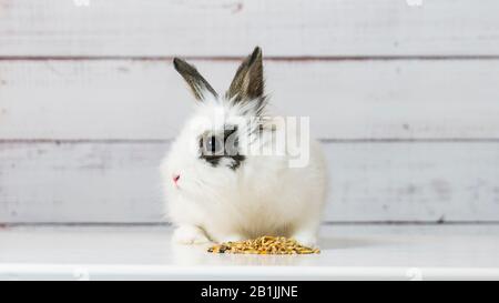 Primo piano di carino coniglietto bianco è mangiare secco roditore cibo mix su sfondo di legno. Alimentazione bilanciata con cereali, semi, piselli, verdure secche. Concetto di Foto Stock