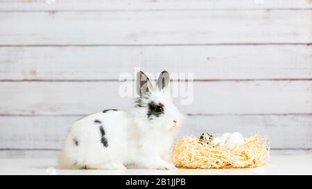 Primo piano di carino coniglietto bianco è seduto vicino nido di paglia con uova, su sfondo di legno. Concetto di Hollivay di Pasqua e simbolo di primavera Foto Stock