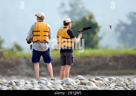 Piccola pratincole (Glareola lattea), registrazione sonora Di Piccola Pratincole ad Assam, India, Parco Nazionale Nameri Foto Stock