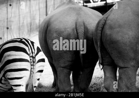 Il Sudafrica, Due rinoceronti e una zebra fanno amicizia nel loro santuario. Foto Stock