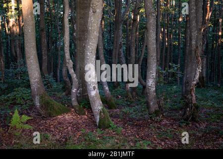 Bella foresta di primavera con faggi alla luce del mattino. Sfondo naturale, fotografia paesaggistica Foto Stock