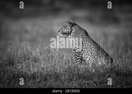 Un grande leopardo maschio si siede in erba lunga nel profilo. Ha un cappotto nero e oro macchiato e sta fissando fuori sopra la savana soleggiata. Scatto con una Nikon Foto Stock