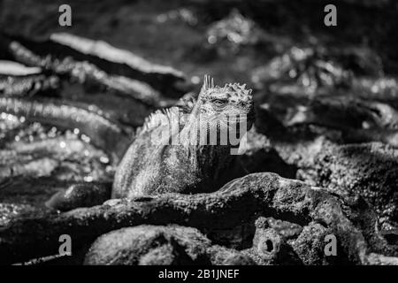 Un'iguana marina è sdraiata nella luce del sole tra rocce, foglie e radici di albero coperte di muschio. Ha una pelle nera squamosa con le zone marroni e verdi a Foto Stock