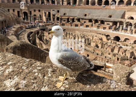 Gabbiano di aringhe europee al Colosseo di Roma Foto Stock