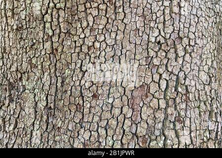 uno sguardo dettagliato alla luce naturale sulla corteccia dell'albero ad una vista a distanza Foto Stock