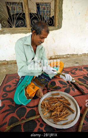 Sri Lanka, provincia di Uva, Dombagahawela, Madara, azienda agricola che peeling cannella ramo Foto Stock