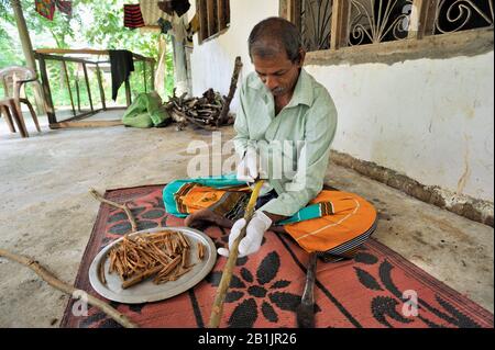 Sri Lanka, provincia di Uva, Dombagahawela, Madara, azienda agricola che peeling cannella ramo Foto Stock