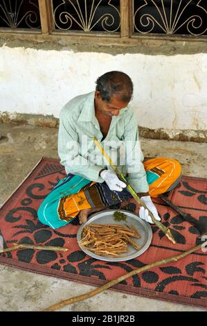 Sri Lanka, provincia di Uva, Dombagahawela, Madara, azienda agricola che peeling cannella ramo Foto Stock