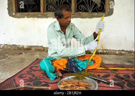 Sri Lanka, provincia di Uva, Dombagahawela, Madara, azienda agricola che peeling cannella ramo Foto Stock