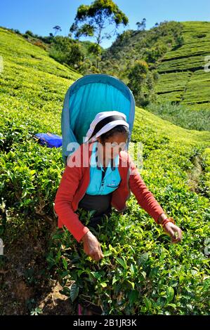 Sri Lanka, Nuwara Eliya, piantagione di tè, tamil donna plucking tè foglie Foto Stock