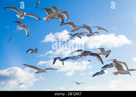 Un gruppo misto di gabbiani che volano lungo la costa vicino a Pittenweem, Fife, Scozia. Foto Stock