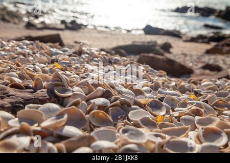 Ci sono molte conchiglie accatastate su una spiaggia lungo il Fife Coastal Path vicino Anstruther, Fife, Scozia. Foto Stock