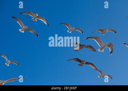 Un gruppo misto di gabbiani che volano lungo la costa vicino a Pittenweem, Fife, Scozia. Foto Stock