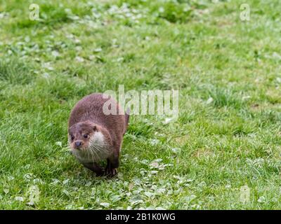 Lontra eurasiatica (Lutra lutra) su una banca di erba Foto Stock