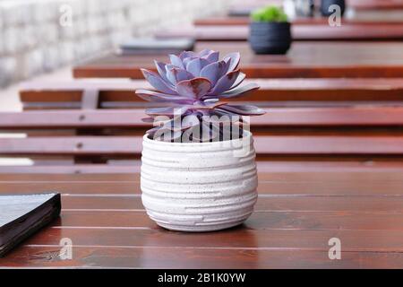 Vaso con fiore succulento viola su tavola di legno di Street cafe all'aperto. Foto Stock