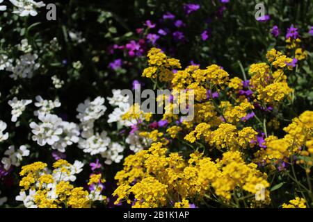 La foto mostra alyssum dolce in primavera Foto Stock