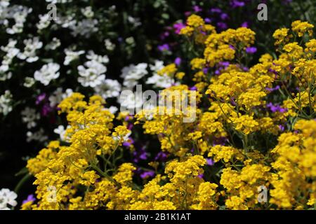 La foto mostra alyssum dolce in primavera Foto Stock