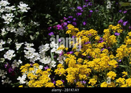 La foto mostra alyssum dolce in primavera Foto Stock