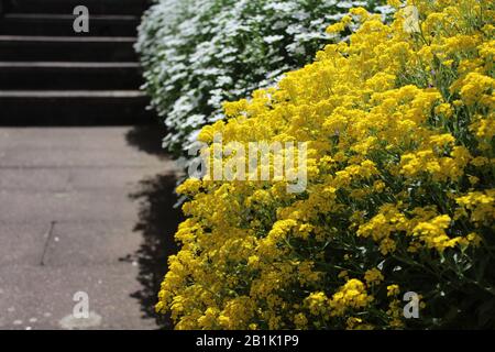 La foto mostra alyssum dolce in primavera Foto Stock