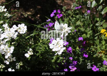 La foto mostra alyssum dolce in primavera Foto Stock