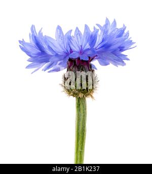 Blue cornflower o bachelor's Button (Centaurea cyanus sedetum) vista laterale fiore isolato su bianco Foto Stock