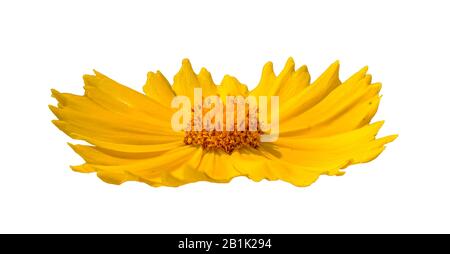 lancia gialla lievitata (coreopsis lanceolata) vista laterale del fiore isolata su bianco Foto Stock