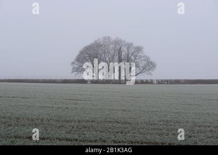 Un piccolo gruppo di alberi visto attraverso un campo di colture invernali su una fredda nebbia mattina Foto Stock