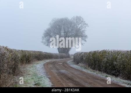 Pista ruvida che conduce tra siepi ad un gruppo di alberi su una fredda nebbia mattina Foto Stock