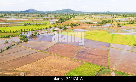 Le risaie sono inondate di acqua. Paesaggio tropicale con terreno fertile. Leyte Island, Filippine. Concetto di agricoltura. Foto Stock