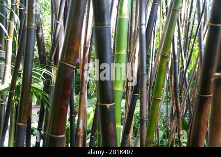 Timor Black Bamboo, una pianta tropicale dell'Indonesia Foto Stock