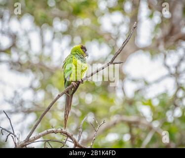 Parakeet con cappuccio nero (Aratinga nenday) nel canyon di Sycamore a Malibu, California. Foto Stock