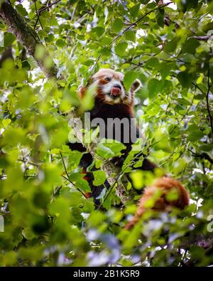 panda rossa arrampicata Foto Stock